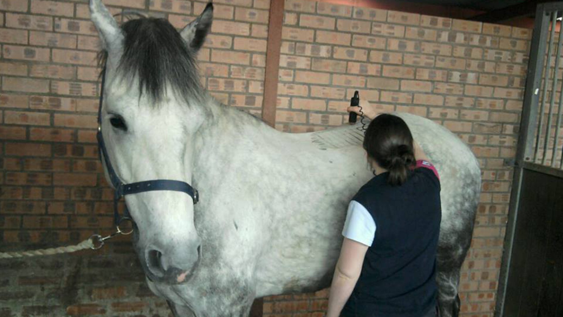 EQUINE - JF – Vet Physio